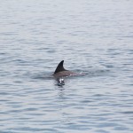 Delfine beobachten - Bocas del Toro