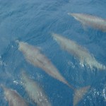 Delfine im Wasser - Bocas del Toro