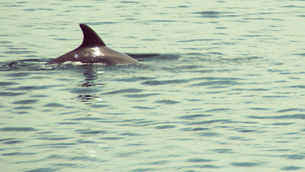 Delphine beobachten in der Dolphin Bay