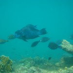 Fische in Bocas del Toro