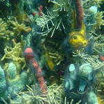 Korallen in Bocas del Toro