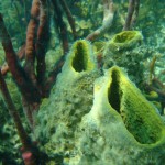 Tauchen in Bocas del Toro