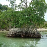 Mangroven - Bocas del Toro