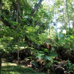 Wandern durch die Wälder einer Schokofarm - Bocas del Toro